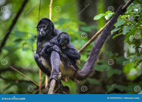 Geoffroy S Spider Monkey and Its Baby Stock Photo - Image of colombian ...