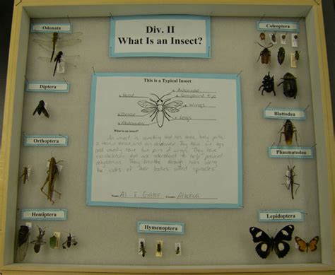 4-H Virtual Insect Collection 的图像结果