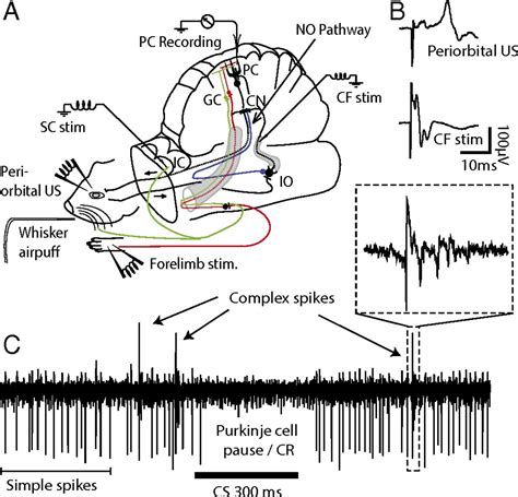 Purkinje cell activity during classical conditioning with different ...