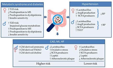 Gut Microbiota and Sex Hormones: Crosstalking Players in ...