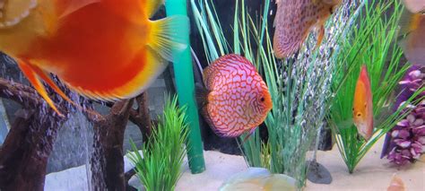 Discus Tank 的图像结果