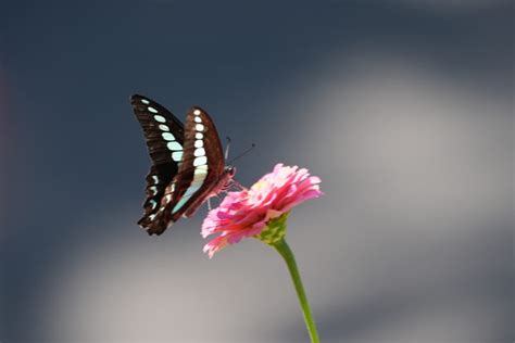 Image result for Flutter Webview Source Code