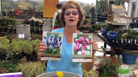 Lasagna Bulb Planting   YouTube