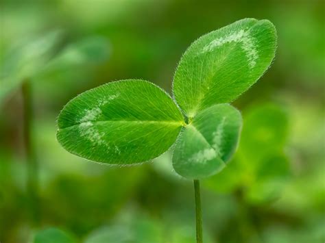 The History and Symbolism of St. Patrick's Day Clovers