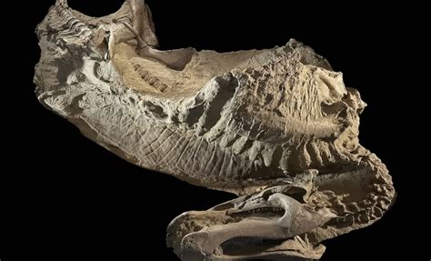Incredibly Well-Preserved Dinosaur 'Mummies' Reveal Unprecedented ...