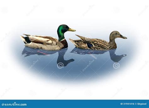 Mallard Ducks stock illustration. Illustration of blank - 31941416