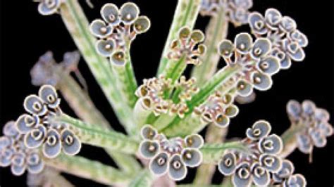 Image result for Plantlets Examples