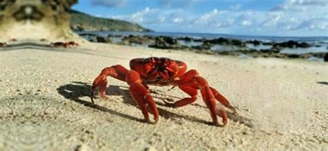 Why do crabs walk sideways? - Brainly.in