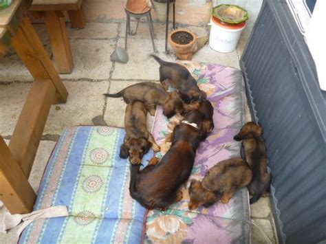 Hunde Kleinanzeigen | Hunde Annoncen | Hunde Inserate | Hunde ...