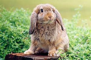 Image result for Baby Mini Lop Bunnies White Blue Eyes