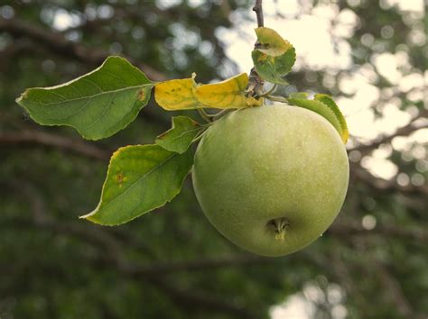 Apple Tree 的图像结果