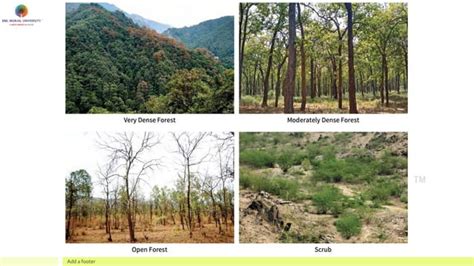 Forest Environment 的图像结果