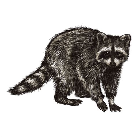 mapache dibujado a mano vintage. animal retro realista aislado ...