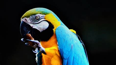 Download wallpaper 1920x1080 parrot, macaw, bird, colorful, stone full ...