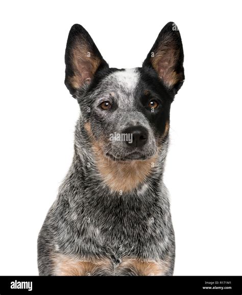 Black And White Australian Cattle Dog