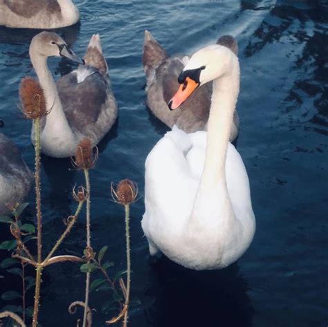 THE BEST Places to Visit in West Ashling (2025)