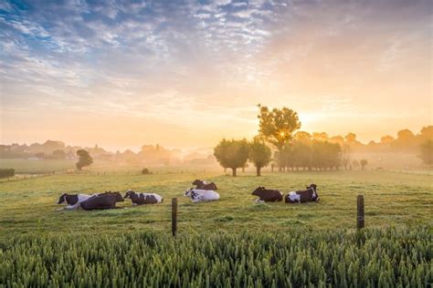 Soaring costs spark UK Dairy Roadmap net zero delay: ‘Reducing our ...