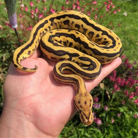 Image result for Goblin Ball Python