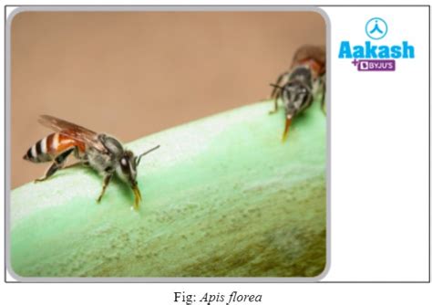 Beekeeping Meaning, Methods, Advantages & Farm | AESL