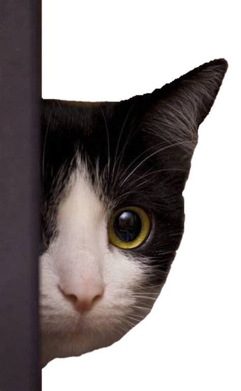 Funny spy cat | Cats, Animals, Funny