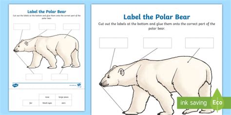 Label the Polar Bear Worksheet