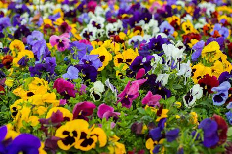 How to Grow and Care for Violas