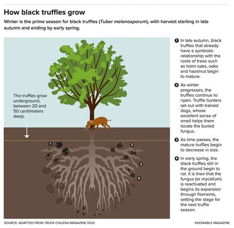 Black Truffle Growing In Uk at Robin Clark blog