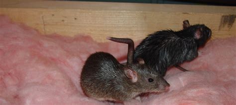 Wildlife Control And Rabies Risks | Skedaddle London