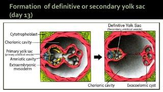 Image result for 2nd Week of Development