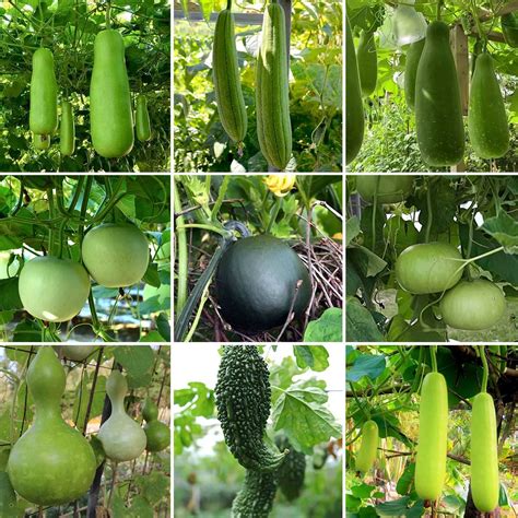 Buy Bangladeshi Gourd - Lagenaria siceraria Vegetable , Very Rare, Also ...