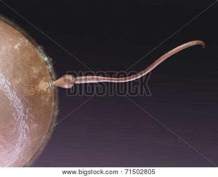 Image result for Coapulation in Humans