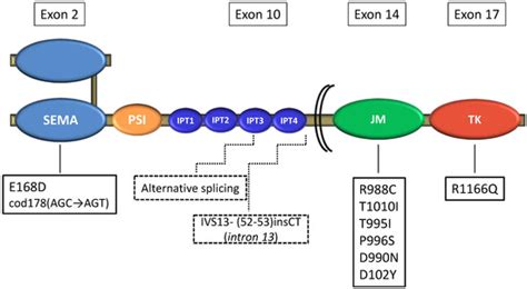 MET and Small-Cell Lung Cancer