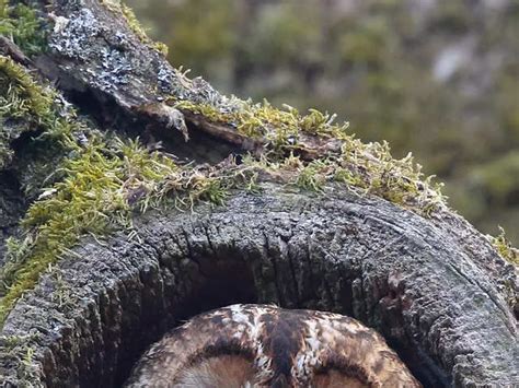 Sea cow: Dugong: Sea cow that inspired mermaid tales declared extinct ...