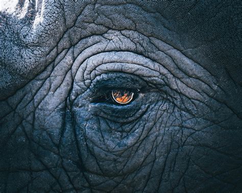 See The Unmistakable Intelligence In A Close Up Of Elephant Eye