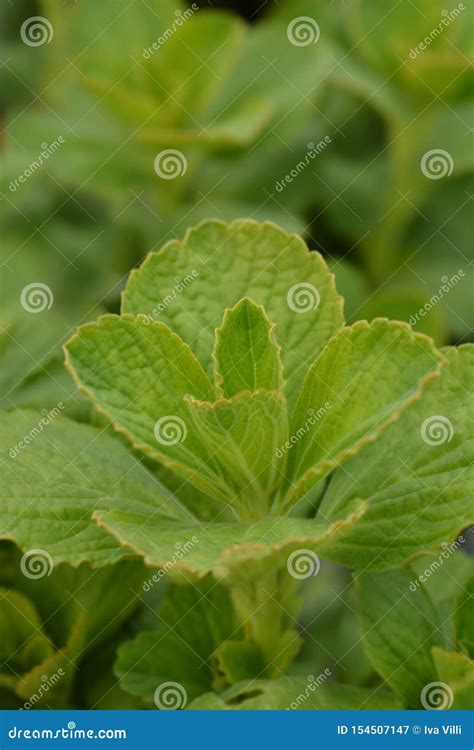 Scaredy Cat Plant image stock. Image du été, centrale - 154507147