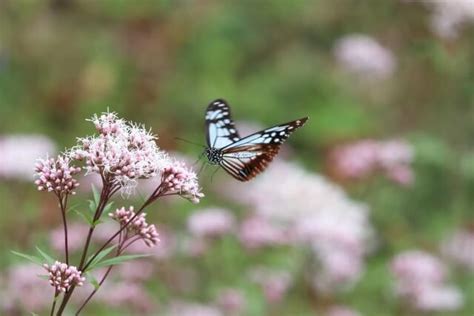 Image result for Flutter Webview Source Code