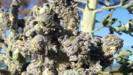 Natural ennemies of cabbageaphids