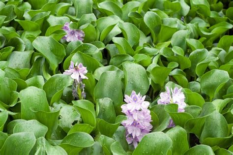 Water Hyacinth Care - How To Grow Water Hyacinth Plants | Gardening ...