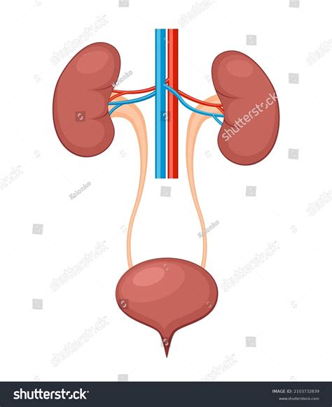 2,188 Kidney Labeled Images, Stock Photos & Vectors | Shutterstock