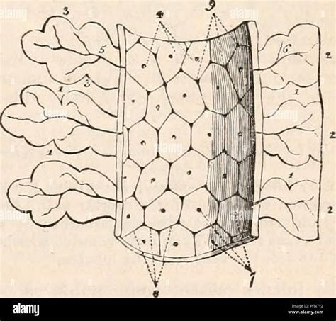 . The cyclopædia of anatomy and physiology. Anatomy; Physiology ...