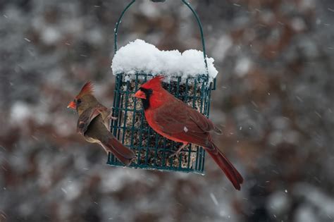 5 Cardinal Bird Feeding Mistakes Everyone Makes (and How to Avoid Them)