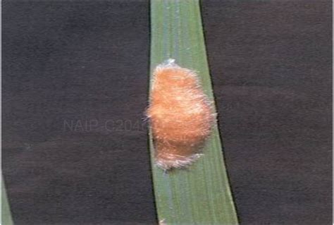 Yellow stemborer, Rice pests of DSS, croppest DSS, Scirpophaga incertulas