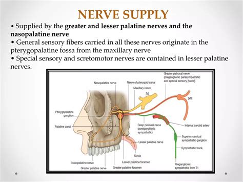 hard and soft palate in prosthodontics | PPTX