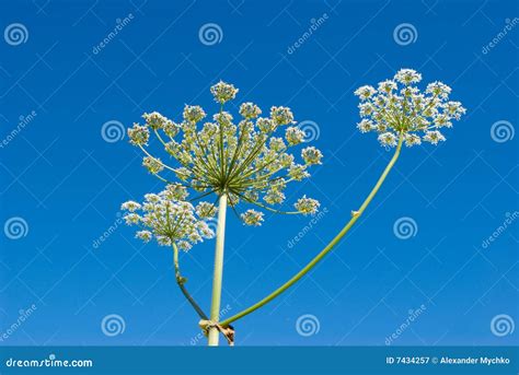 Apiaceae (Umbelliferae). stock image. Image of umbelliferae - 7434257