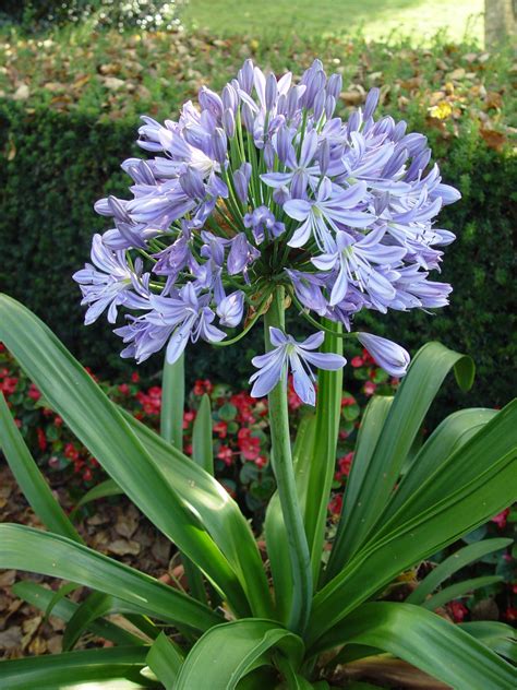 Agapanthus In Zone 9 at Lilly Hoover blog