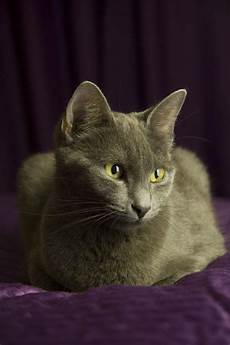 blue cats 8 facts about russian blue cats mental floss blue cats 8 facts about russian blue cats mental floss