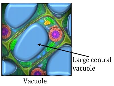 Vacuoles, Cell Division & Cell Structure