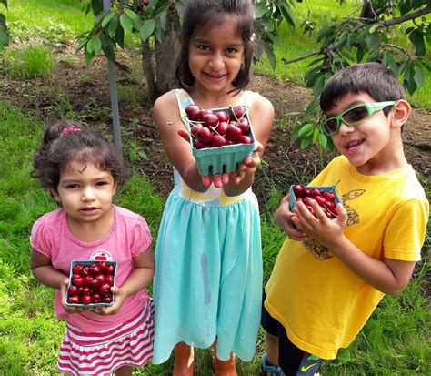 Read & Pick Program: Cherries at Terhune Orchards | NJ Kids