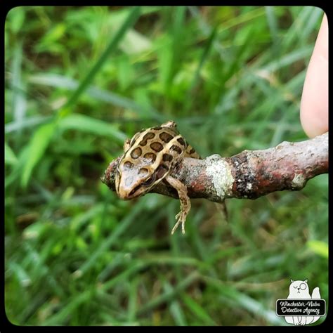 Image result for Cheapickle Frog