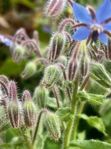 Image result for Humankind Seeds